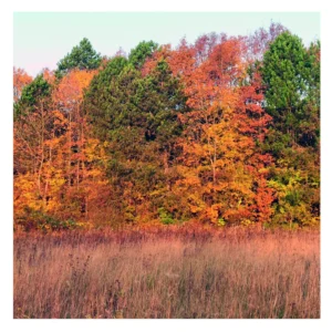 Cover art for Omsorg’s "Moments, Movements"